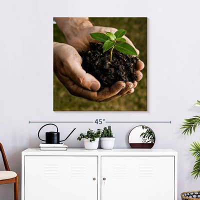 Senne New Seedling Sprouting