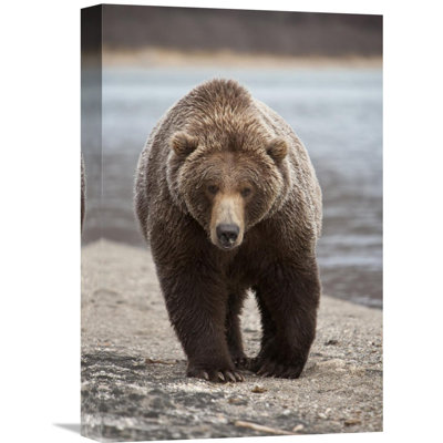 " Grizzly Bear, Katmai National Park, Alaska " by Matthias Breiter