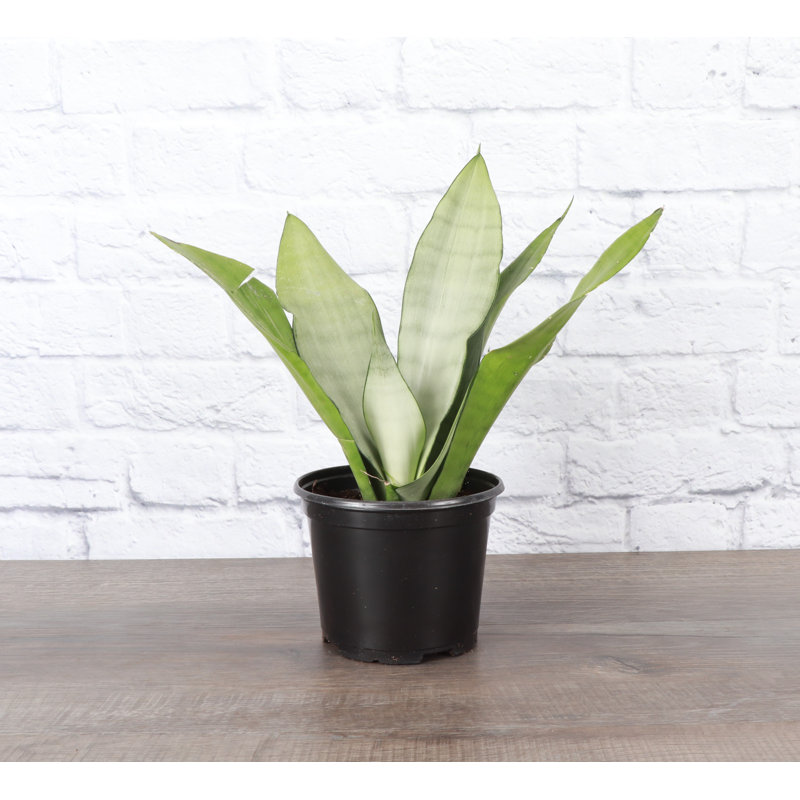 Live Moonshine Snake Plant, 6" Diameter