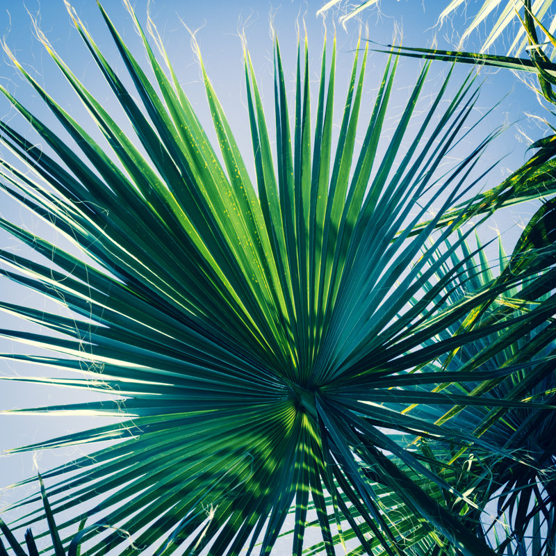 Palm Tree Below by Letty17 - Print, 122cm H x 122cm W
