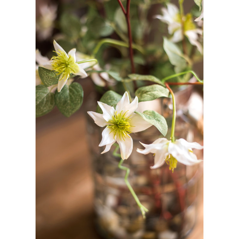 Tige de clematis allemande, Blanc