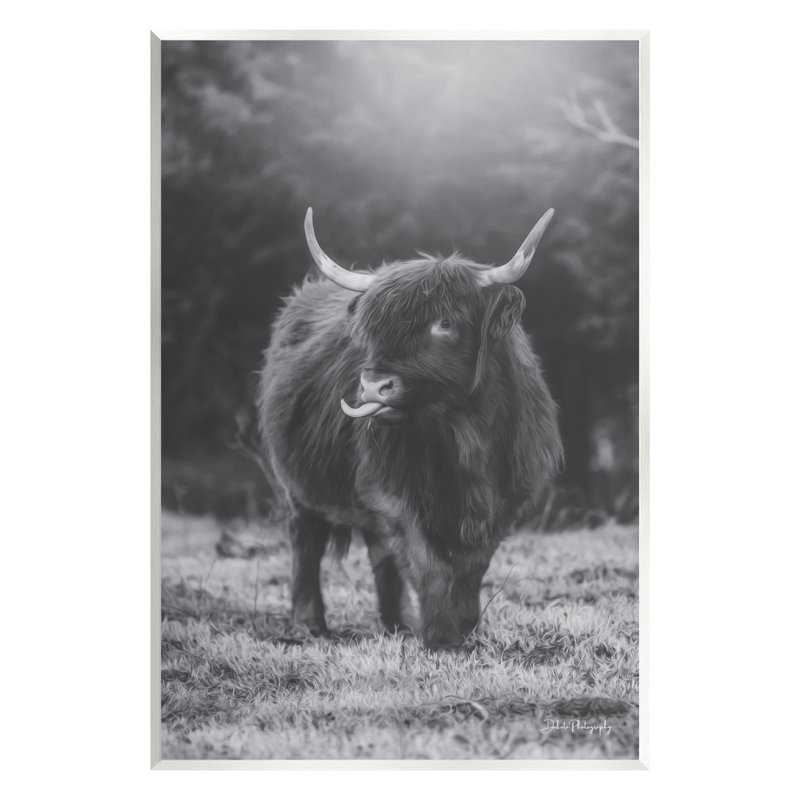 Vache Highland monochrome - photographie, H 19 po x l 13 po x P 0,5 po, Bois