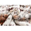 Jeté lourd en peluche-753412982-753505394-753505398