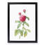 Pink Agatha Rose by Pierre-Joseph Redoute - Picture Frame Painting Print-55583665-55583667