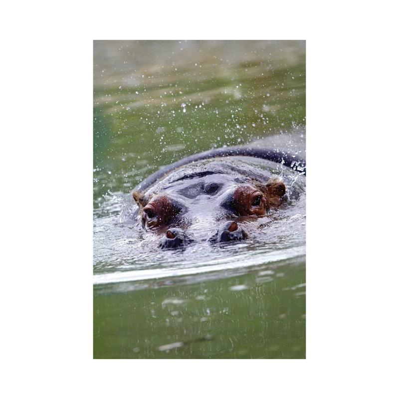 Hippo II by Goran Anastasovski - Wrapped Canvas Print, 20.32 cm H x 30.48 cm W