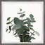 Green Eucalyptus Leaves - Single Picture Frame Painting-968891861