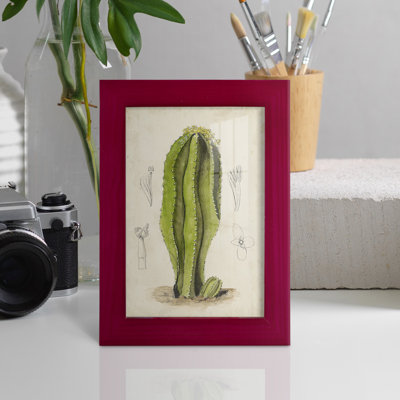 Cactus antique VI - impression encadrée avec verre