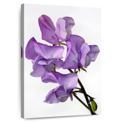 Fleurs de pois Harnek