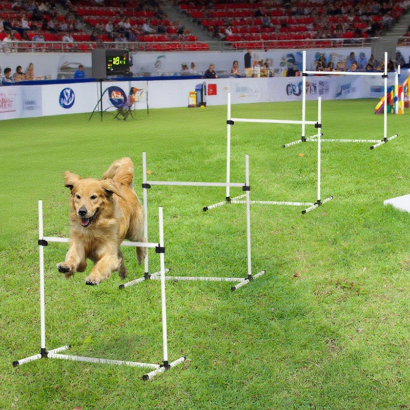 Équipement de dressage pour chien