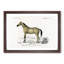 Horse Illustration PL.10a by Charles dOrbigny - Framed Print-55578642-55578640