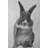Funny gray rabbit - Gray animals metal print for home decor