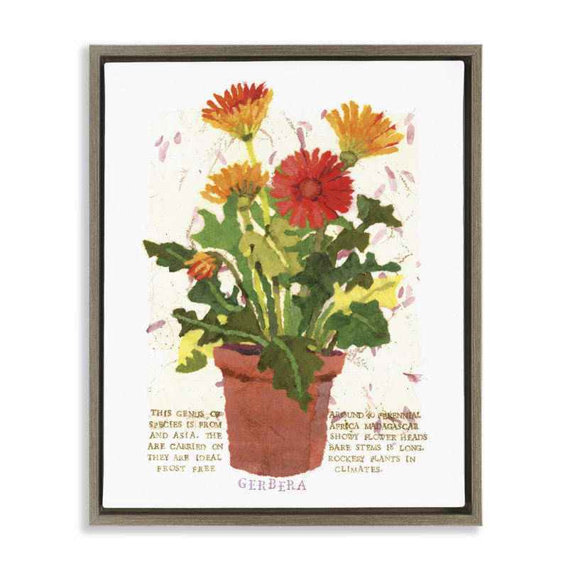 "Pottert Gerbera Daisies", art mural encadré par Nancy Overton, Cadre flottant orme Montalcino, H 31 po x l 25 po