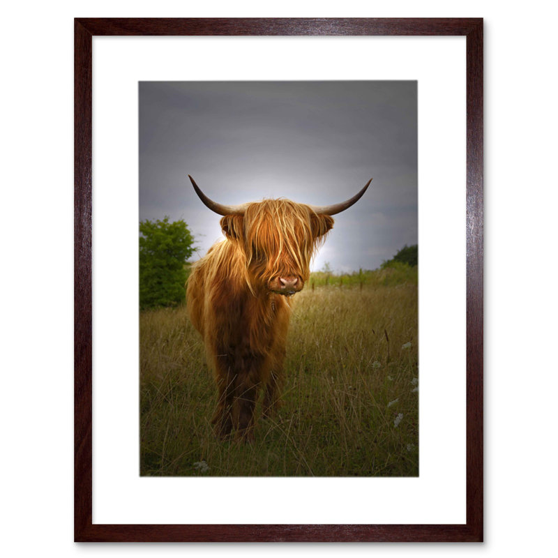 Photo Farm Animal Highland Cow Calf Scotland Picture - Single Picture Frame Art Prints, Brown 