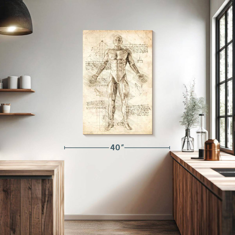 Anatomie des muscles humains Keiri, H 39 po x l 26 po