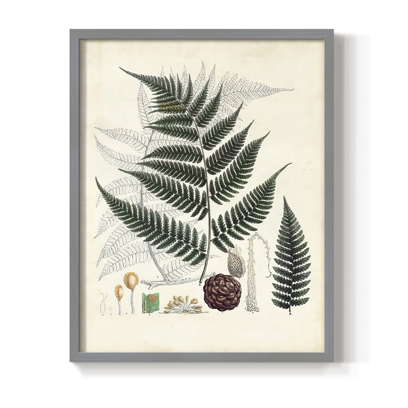 Collection de fougères VI, reproduction encadrée - bois massif, Gris, H 10 po x l 8 po
