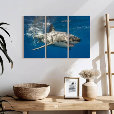 Shark
