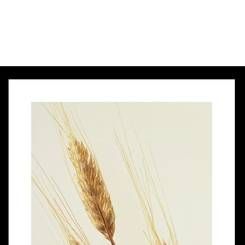 Wispy Wheat - Photographie avec cadre photo