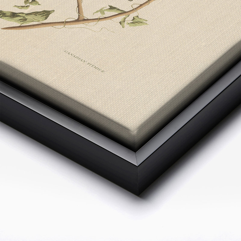 John James Audubon - Mésange canadienne, Black Framed, Canvas, 18"H x 24"W