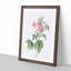Pink Agatha Roses by Pierre-Joseph Redoute - Picture Frame Painting Print-55583623-55583621