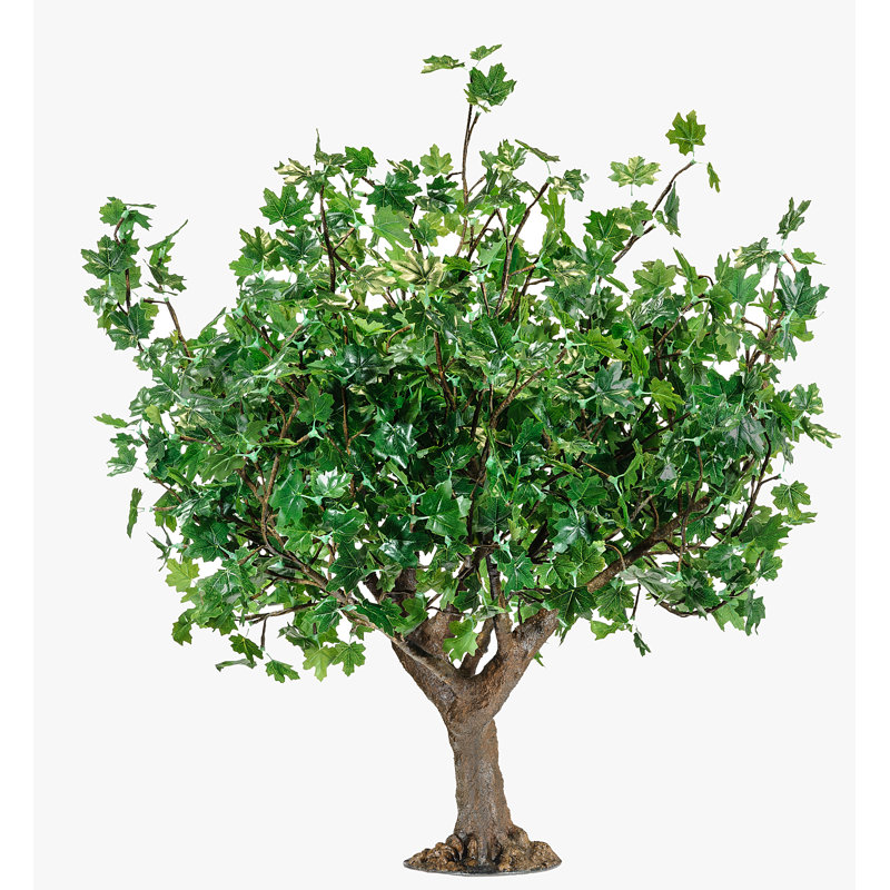 Érable illuminé et branches, Vert