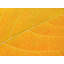 Autumn Leaf Print by Philippe Monthoux-65859235-132457309