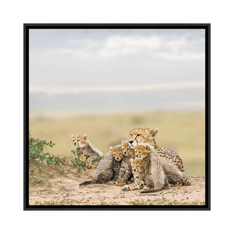 Colour Cheetah & Cubs by Klaus Tiedge - Print on Canvas, Black Framed Canvas, 45.72 cm H x 45.72 cm W