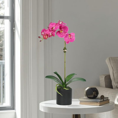 Orchidée en pot