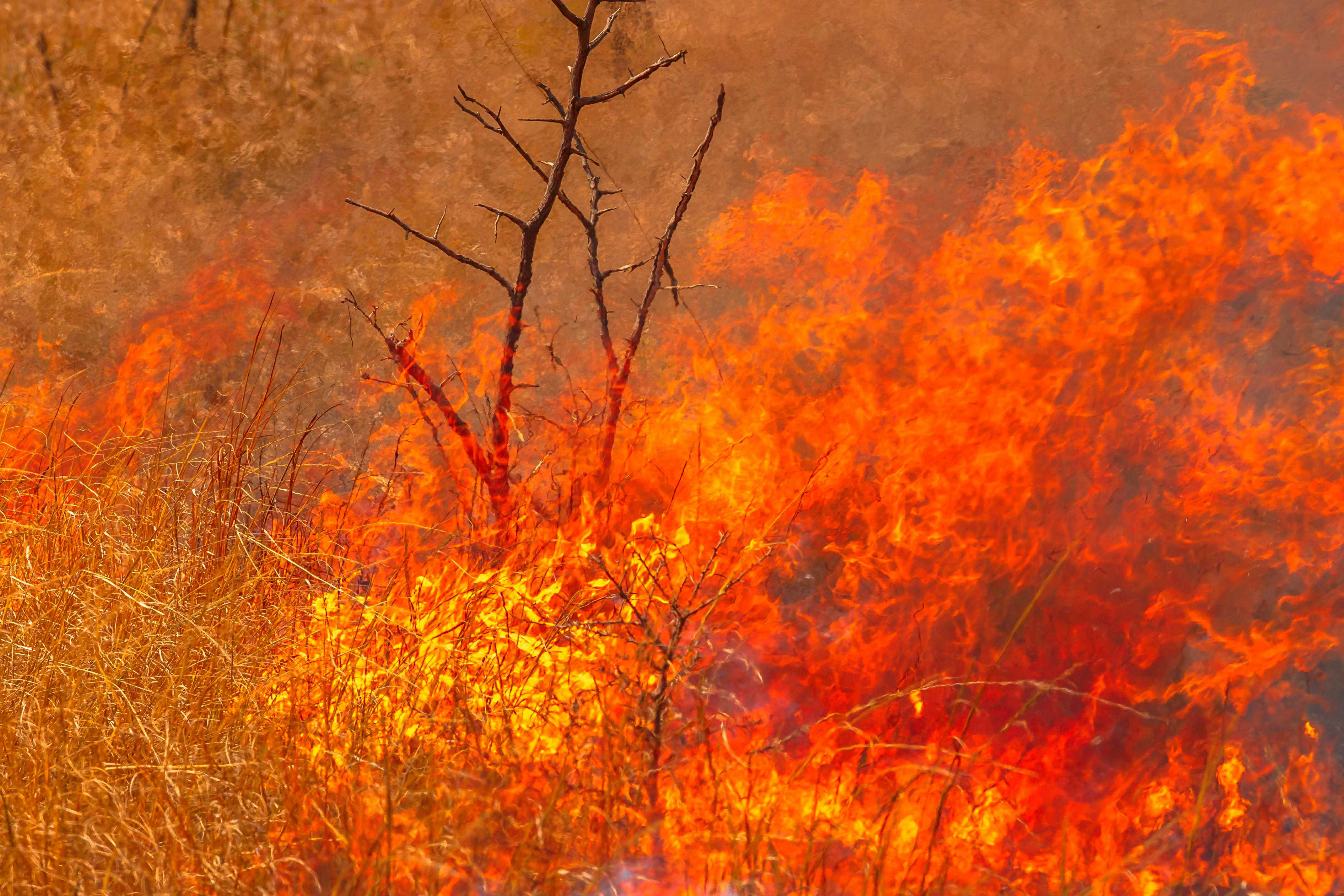 Ebern Designs Australian Bushfire Background by - Wrapped Canvas ...
