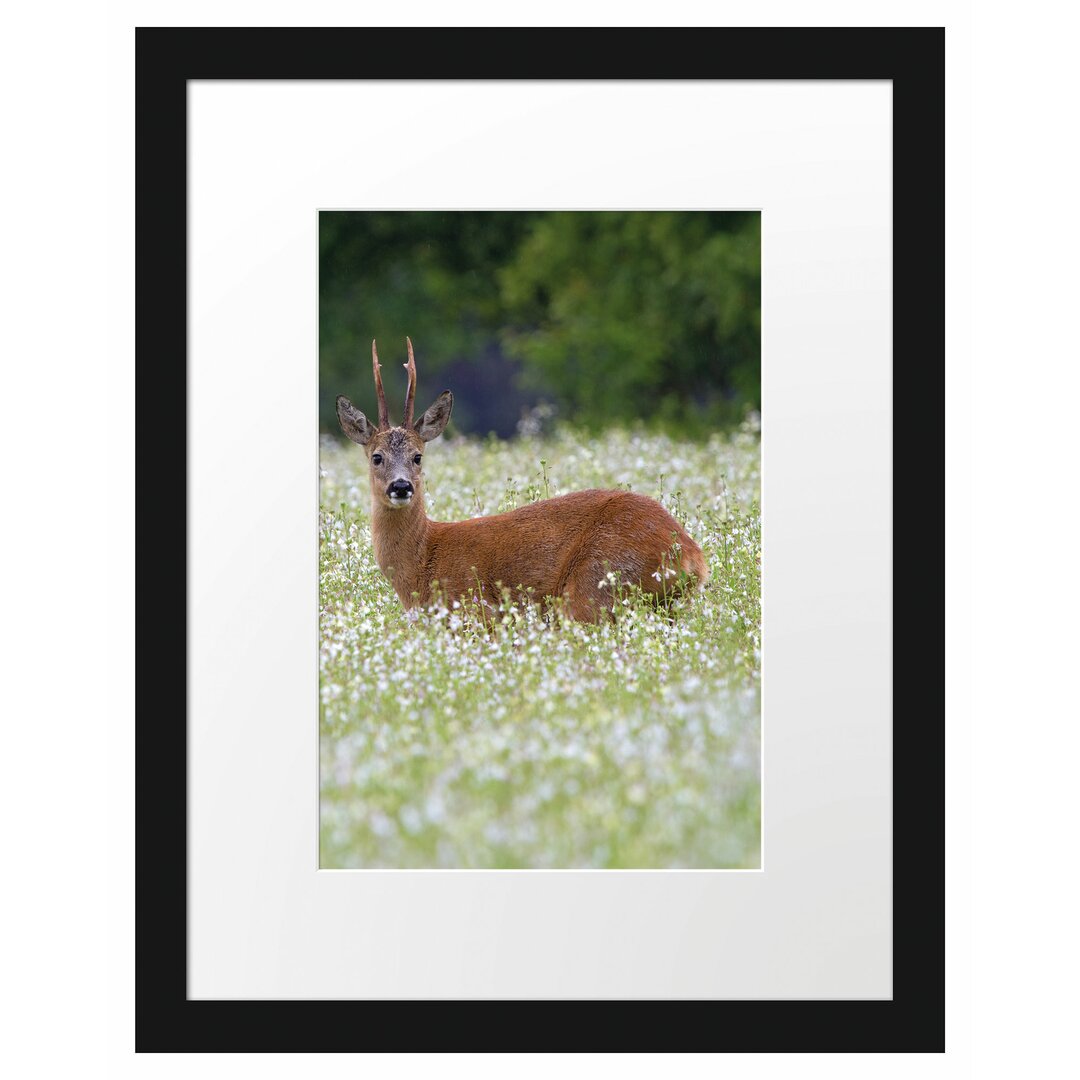 Gerahmtes Poster Junger Hirsch auf Wildwiese