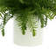 UV Protected Geranium And Fern In A Hanging  Pot