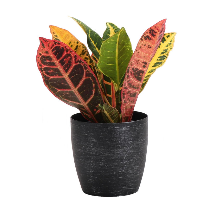Live Petra Croton Plant in Classic Pot, Brushed Silver