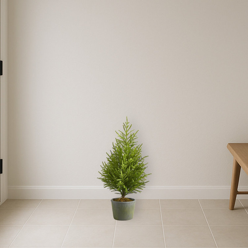 Norfolk Island Pine Artificial Christmas Tree in Planter