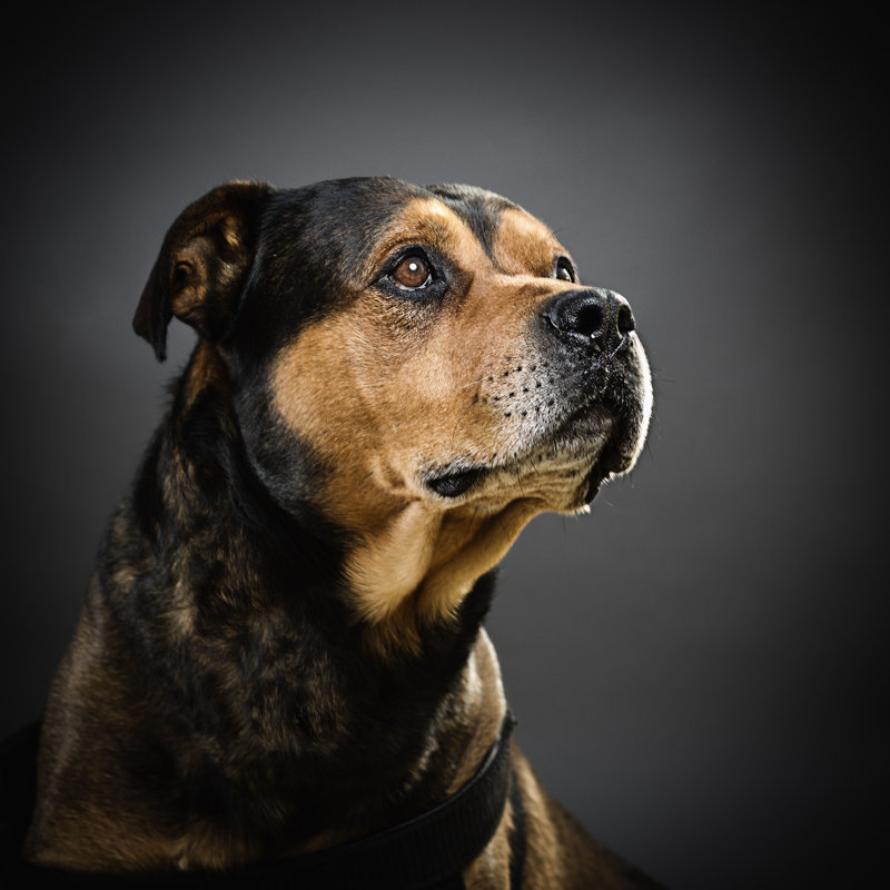 Rottweiler Dog by Sensorspot - Wrapped Canvas Print, 91cm H x 91cm W x 3.8cm D
