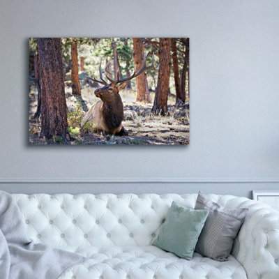 'Elk In The Woods' by David Drost Canvas Wall Art