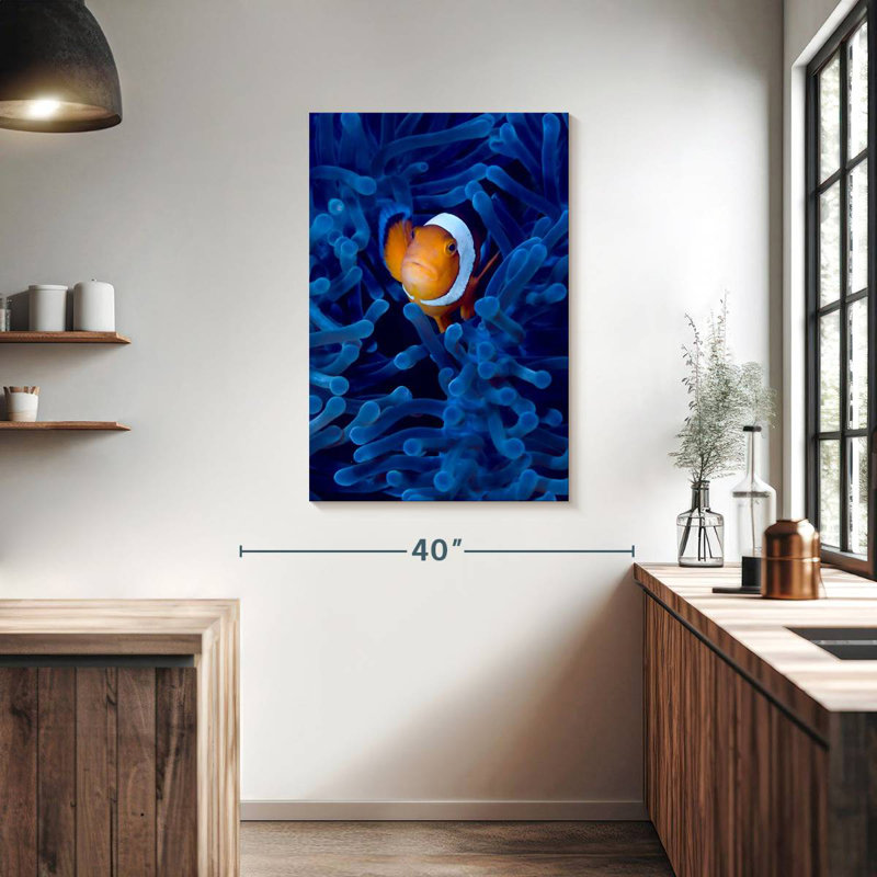 Poisson-clown Brampt Blue Anemone, H 39 po x l 26 po