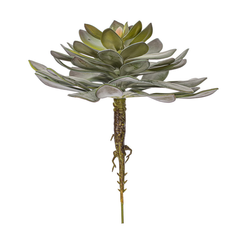 Plante grasse