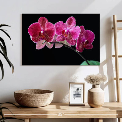 Orchidée Harnek