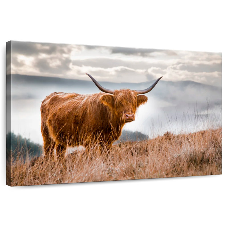 Vache Highland en Écosse, H 26 po x l 39 po