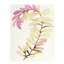 Plants VIII Print by Hable Construction-26774283-26774284