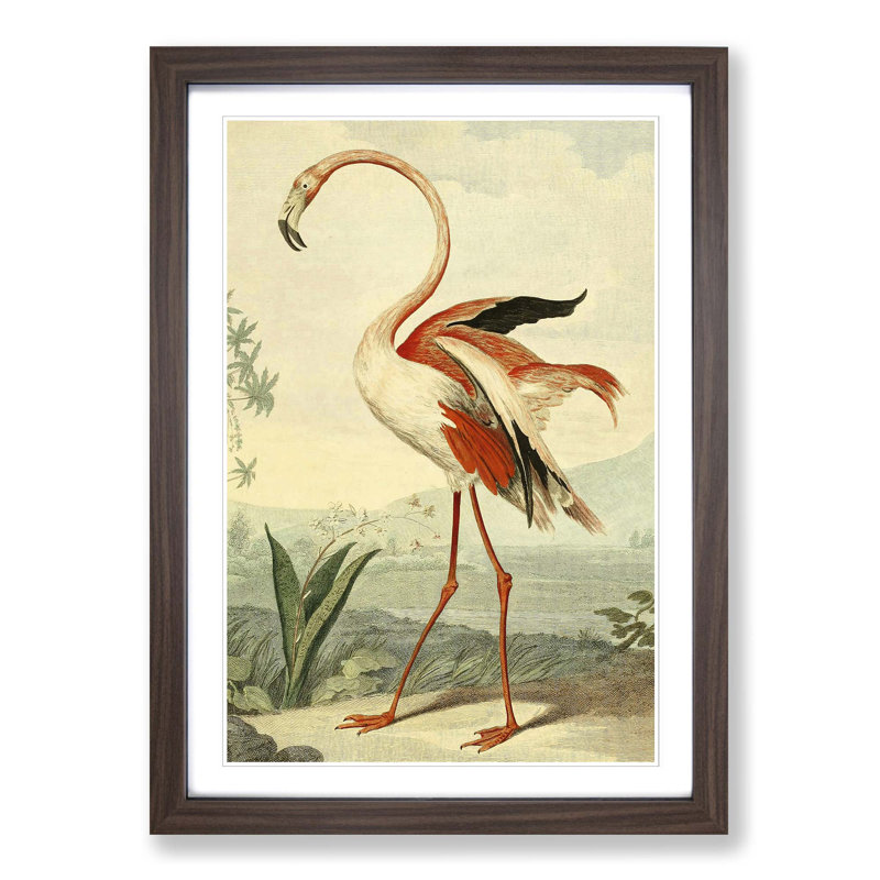 Vintage Flamingo by Charles Reuben Ryley - Framed Print, Walnut