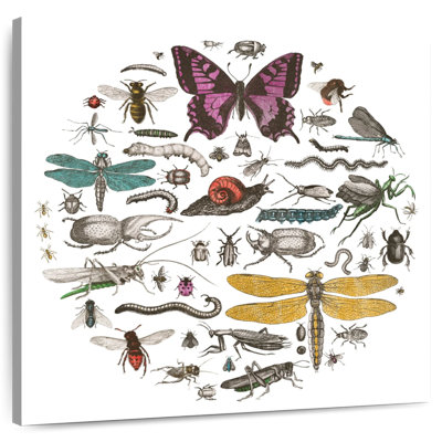 Cercle d'insectes Brampt II brillant