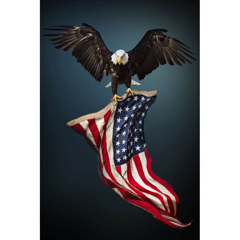 Bald Eagle by Kesu01 - Wrapped Canvas Print, 46cm H x 30cm W x 3.8cm D