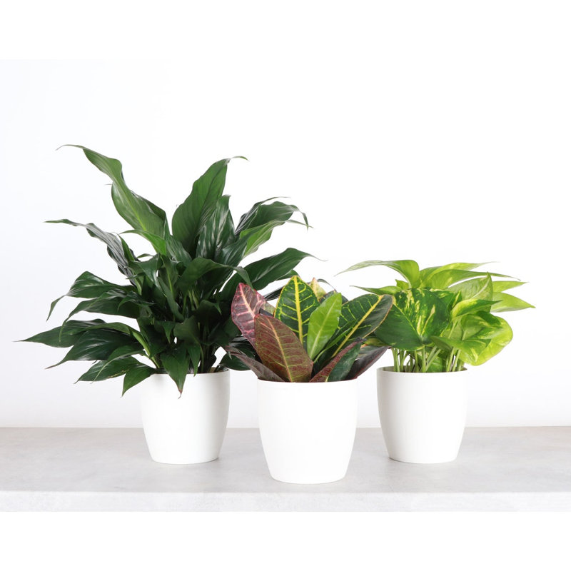 Plant in Pot, White
