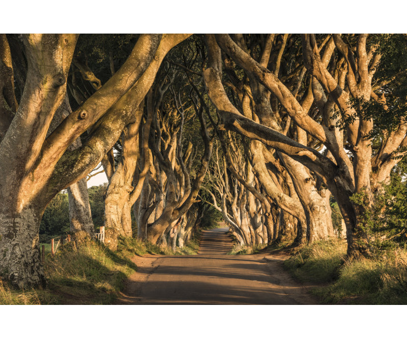 Wrapped Canvas Print, 81.28cm H x 121.92cm W