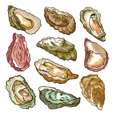 Oyster Set On White - Wrapped Canvas Print