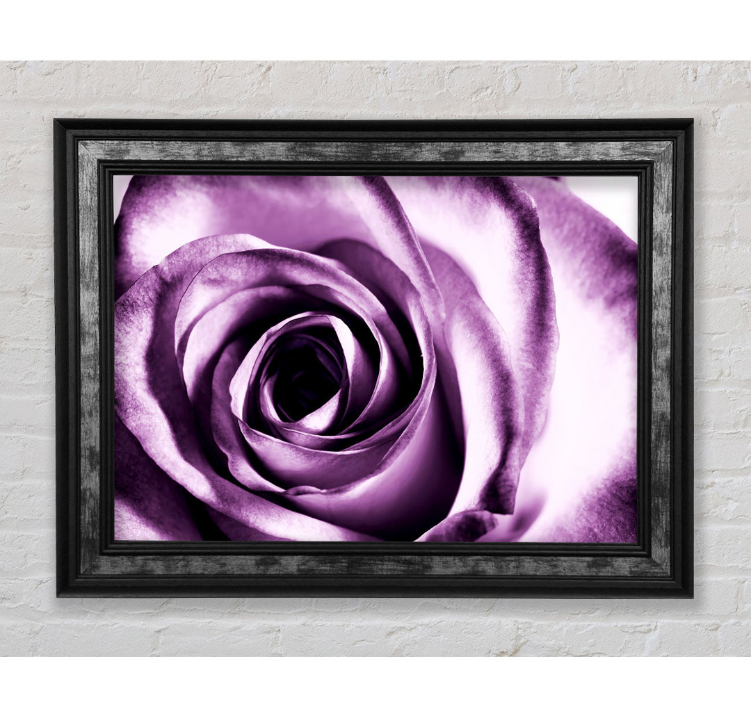 Purple Rose Delight - Einzelne Bilderrahmen Kunstdrucke