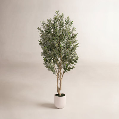 Ashwell  Artificial Olive Tree with White Pot 