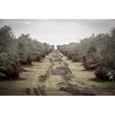 Field Of Olive Trees by PanareoFotografia - Wrapped Canvas Print