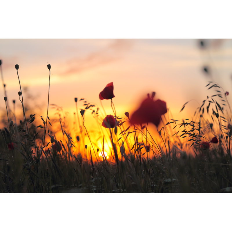 " Red Poppy Flowers " by Bozhdb, 24" H x 36" W