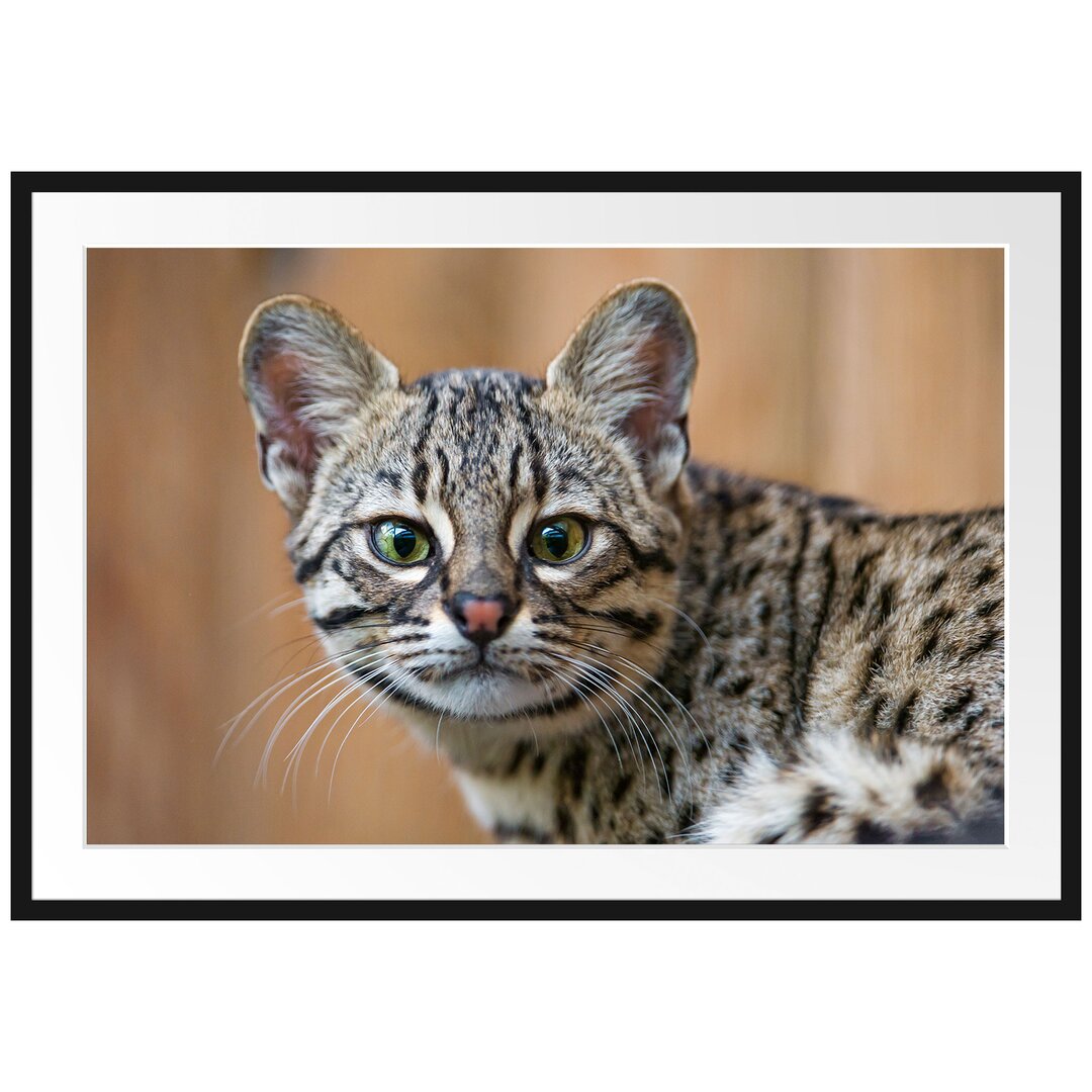 Gerahmtes Poster Kleine Bengalkatze